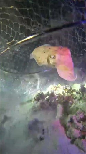 Fishing in the sea is a very interesting thing!P0266 #lobsterhunt #nightdive #diving