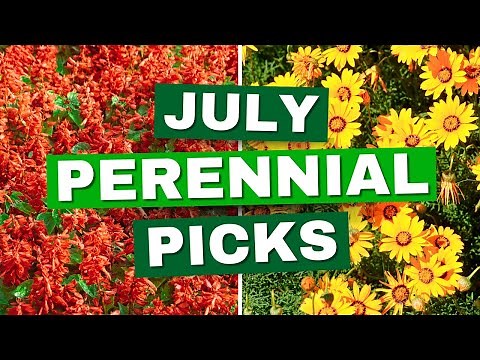 15 BEST Perennials to Plant in Early July