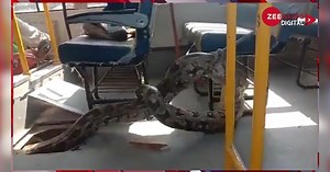 उत्तर प्रदेश के रायबरेली में स्कूल बस के अंदर से निकला एक विशालकाय अजगर