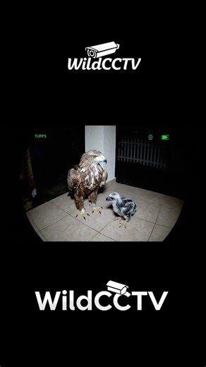 Eagle vs Chick Realistic CCTV Night Footage