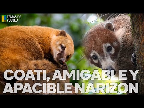 COATI: CARACTERISTICAS, AMIGABLE, comportamiento y hábitat.