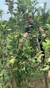 A seed hidden in the heart of an apple is an orchard invisible. | Sudhir Sharma