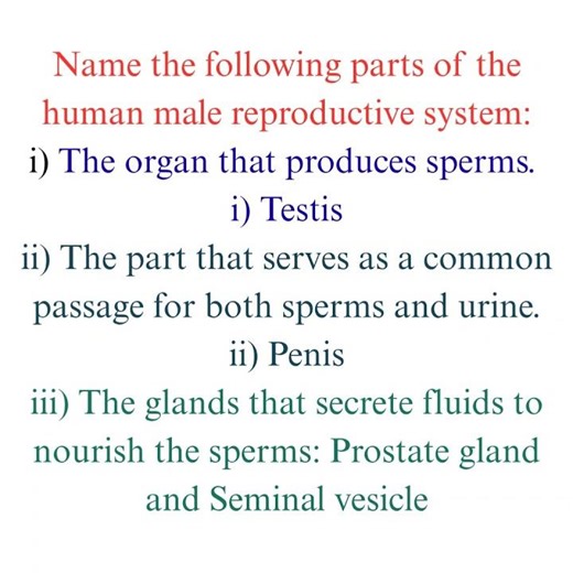 #male reproductive system 10th standard science