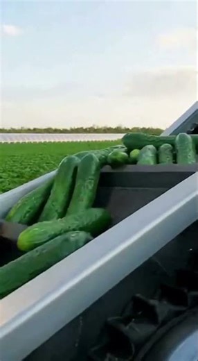 Machine harvesting and packing cucumbers 🥒🤖 #AgriTech #FarmTech #Shorts #Viral