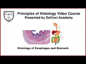 Histology of Esophagus and Stomach [GI Histology 1 of 4]
