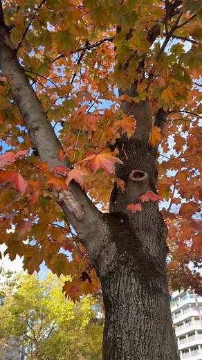 #Paris #France #autumn #leaves #fall #autumninparisfinale #winteriscoming | Cindy Wood
