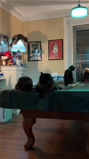 Pool sharks burning the midnight oil.