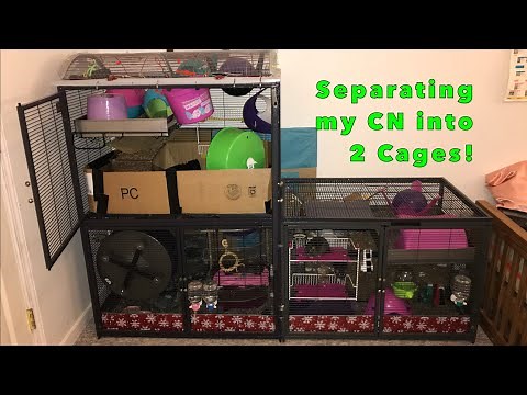Separating my Critter Nation Into 2 Cages!