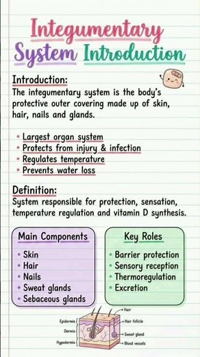 integumentary system overview,