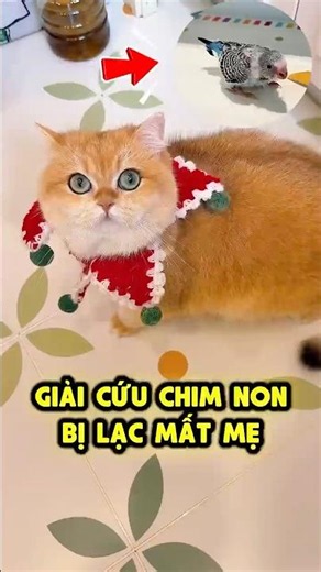 Mèo Bông giải cứu chim non mất mẹ 👀🐣