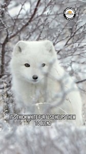 Arctic Fox🦊 One of the Cutest Animals of the Arctic #arcticfox #fox #foxes #wildlife #wild #wildanimals #wildlifeplanet #reelvideo #reelsinstagram #reelsinsta #reelsviral #reels #reel #short #shorts #animalsofinstagram #animalsoftiktok #animalworld #animallovers #animalslover #everyone #highlights | All About Animals