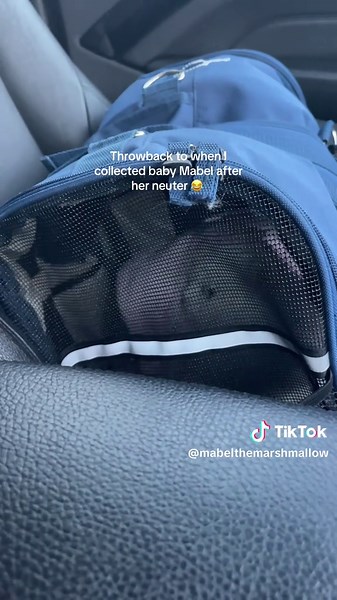 Cute Cat Moments: Throwback to Baby Mabel's Neuter