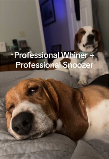 atleast one is being good 🫠 #bassethound #bassethoundsoftiktok #basset #houndlife #treeingwalkercoonhound #coonhound #englishpointer