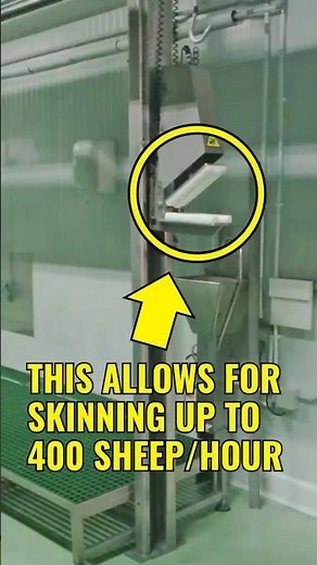 🐑 SHEEP PNEUMATIC SKINNING MACHINE (Part 6) Exploring the World of Sheep Processing Equipment