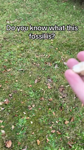 A Basilosaurus tooth 🐋 Basilosaurus was a species of early basal whale. The whale from the early eocene was renamed to Zeuglodon after they realised it wasnt a reptile at all. “King lizard” doesnt really fit a whale does it? #fossil #fossils #paleontology #evolution #science #nature #biology #marinebiology #geology #paleotok #rocks #whale