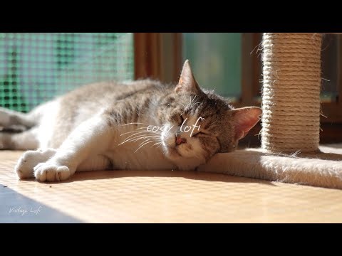 When You Just Want to Zone Out | cozy lofi study work coding