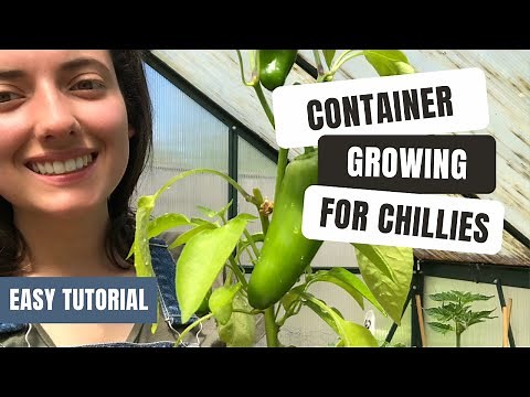 How To Grow Chillies In Containers - 1 Minute Guide