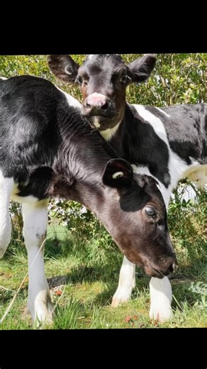 🌲Day 3 — Meet Frankie & Fletcher Frankie and Fletcher are the reason Companion Cows exists. They were rescued from a dairy farm in Lutruwita / Tasmania when they were less than a week old. Born male and unable to produce milk, their future had already been decided — they were destined for slaughter simply for being born the “wrong” sex in the dairy industry. Instead, they were given a chance. Today, Frankie and Fletcher are 5 years old and live deeply loved with Companion Cows co-Director Kryst