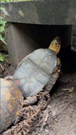How do Box Turtles Mate? 🤔