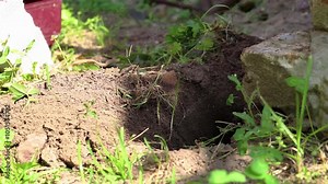 A man uses a garden shovel to dig a hole in a mole's hole to install a mole trap, close-up