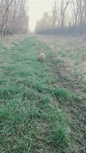 compromised by nature hehe watch to the end#dog #doglove #nature#walking #trending #outdoors