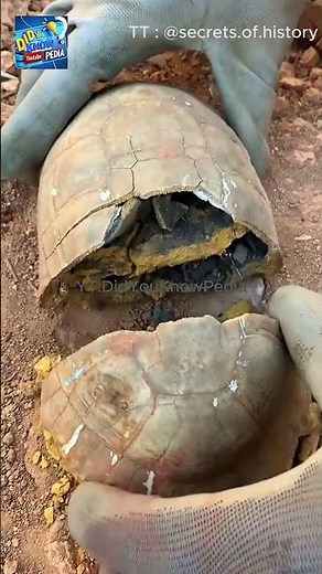 What's Inside the Turtle Shell? 🐢🔍