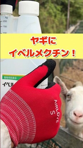 Administering Ivermectin to Goats! How to Obtain It and Precautions