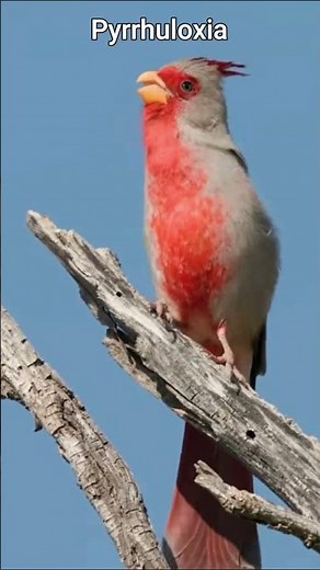 Pyrrhuloxia | The Desert Cardinal with a Beautiful Whistling Song
