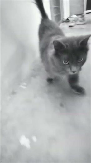cat chasing me