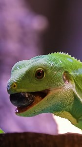 61K views · 354 reactions | Green Fiji Banded Iguana Feeding Wincent FeLdk #nature #wildlife #lizard | HAWI Studios | Facebook