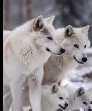 1. Beautiful Snow Wolf Family Journey in the Frozen Wilderness ❄️🐺❤️