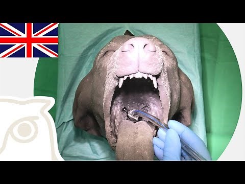 CSL: Intubation of Dogs and Cats