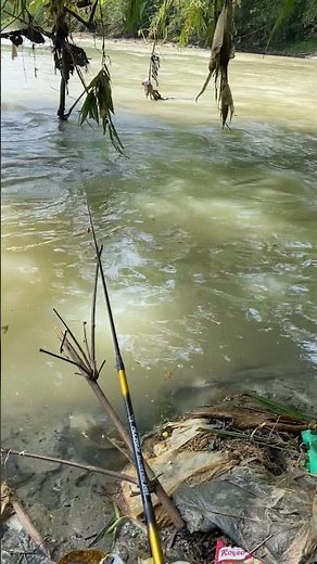 Masih menanti target 🎣 #mancingmania #mikrofishing #ikan #shorts