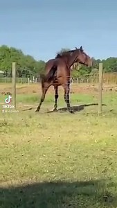 61K views · 965 reactions | What are you doing this weekend?  | Showtek | Facebook