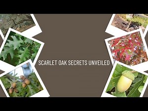 Scarlet Oak Secrets Unveiled