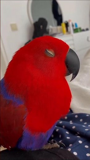 Eclectus Parrot 🦜 Most Vibrant Striking Colors | Most colorful Parrot 🐦 #parrot #pets #viral