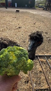 Looking forward to a visit to Noah's Ark Zoo Farm today with grandsons Casey & birthday boy Dexter. Not taking Rodney as he is worried there will be no broccoli 😂 will get some video to show you there amazing work with animals 😊 | Caenhill Countryside Centre