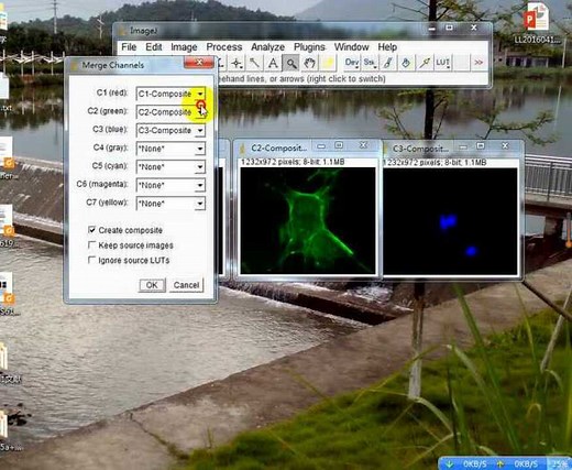 ImageJ merge图片