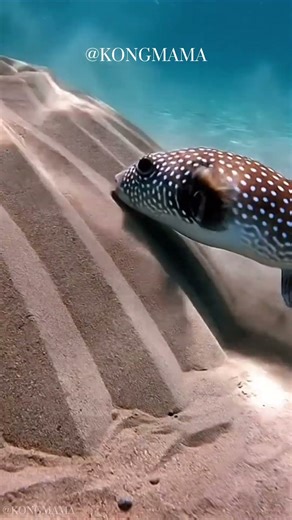 The Geometry of Love: How Male Pufferfish Sculpt Perfect Circles to Win Mates #oceanbeauty