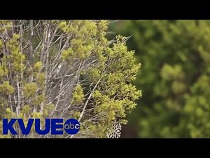 A deep dive into 'cedar fever' | KVUE