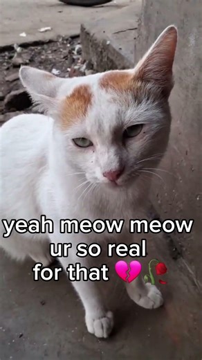 cats should rule the world idc 💔🏃‍♀️