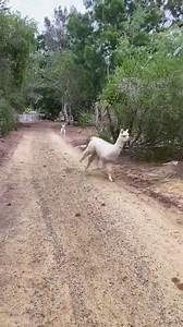Alpaca and little Alpaca running like crazy #shorts