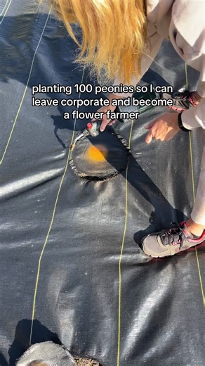 Planting 100 Peonies for a Flower Farm Transformation