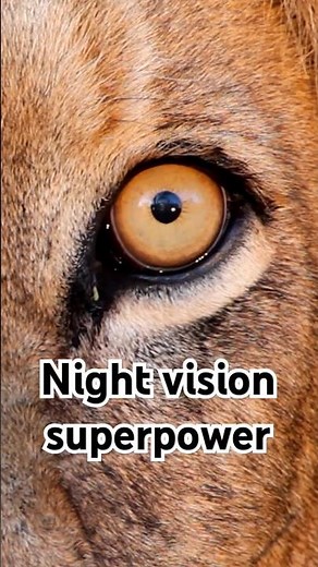How lion night vision works