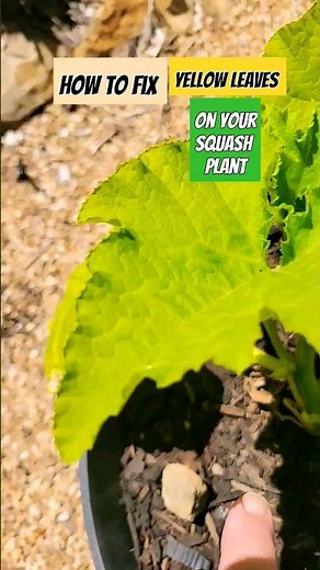 How To Fix Yellow Leaves on Your Squash Plant #shorts