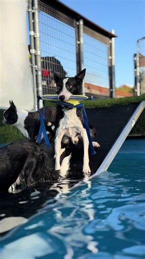 Bri Benton (@sostarbcs)’s video of border collie