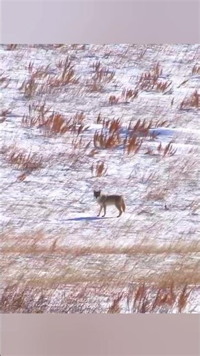 🔥 Профессиональный выстрел — койот ликвидирован#Охота#ОхотаНаКойота#Койот#ПрофессиональныйВыстрел