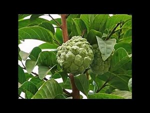 Как дома вырастить Аннону