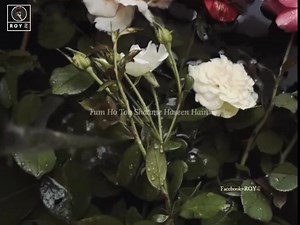 14K views · 683 reactions | Lyrics  | R O Y ミ | Facebook