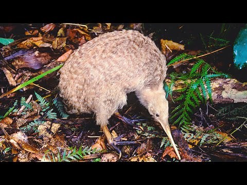 Why Kiwi's Lost The Important Ability To Fly | Primeval New Zealand | Real Wild